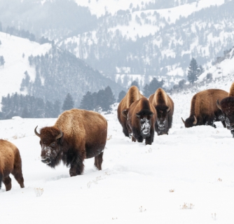 10 Reasons To Visit Yellowstone In Winter 10