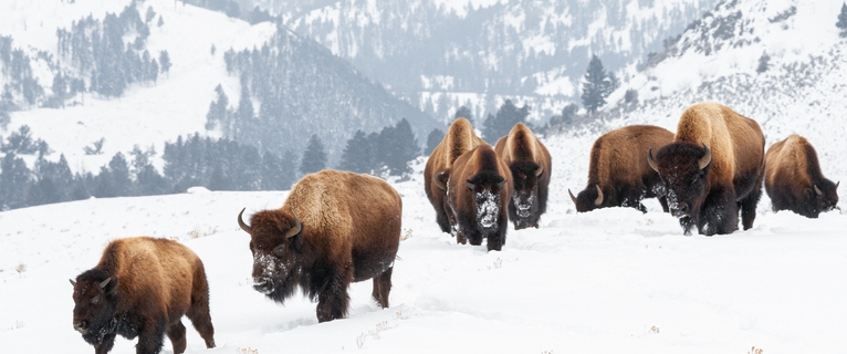 10 Reasons To Visit Yellowstone In Winter 10