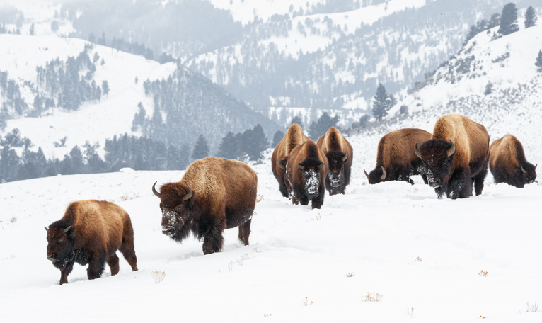 10 Reasons To Visit Yellowstone In Winter 10