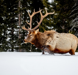 10 Reasons To Visit Yellowstone In Winter 11