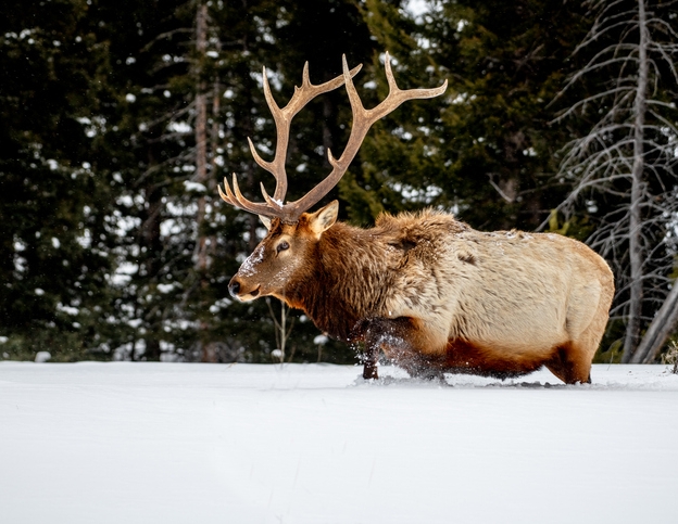 10 Reasons To Visit Yellowstone In Winter 11