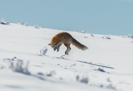 10 Reasons To Visit Yellowstone In Winter 12