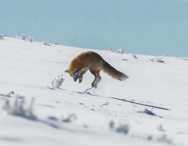 10 Reasons To Visit Yellowstone In Winter 12