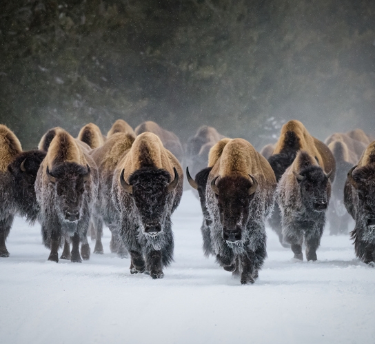 10 Reasons To Visit Yellowstone In Winter 13