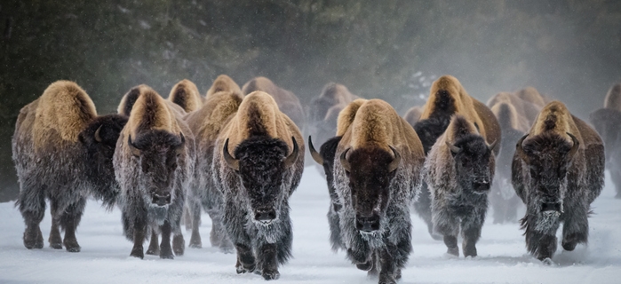 10 Reasons To Visit Yellowstone In Winter 13