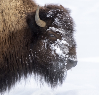 10 Reasons To Visit Yellowstone In Winter 14