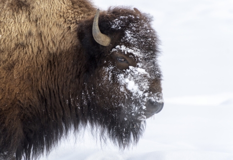 10 Reasons To Visit Yellowstone In Winter 14