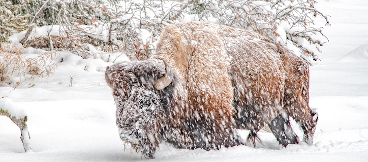 10 Reasons To Visit Yellowstone In Winter 15