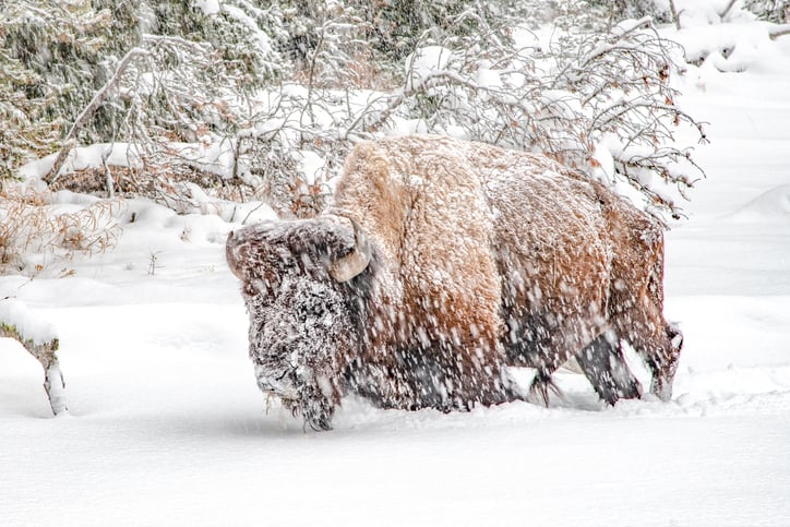 10 Reasons To Visit Yellowstone In Winter 15