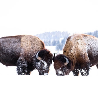 10 Reasons To Visit Yellowstone In Winter 16