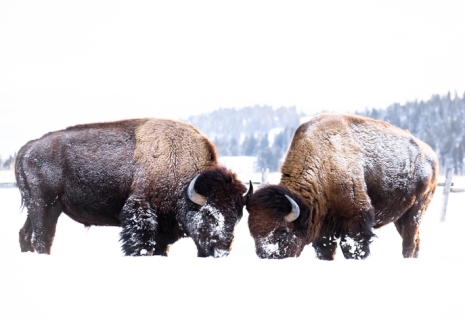 10 Reasons To Visit Yellowstone In Winter 16