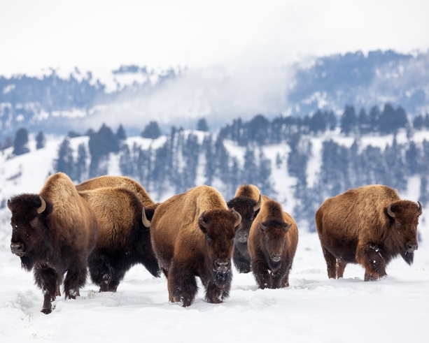 10 Reasons To Visit Yellowstone In Winter