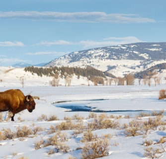 10 Reasons To Visit Yellowstone In Winter 24