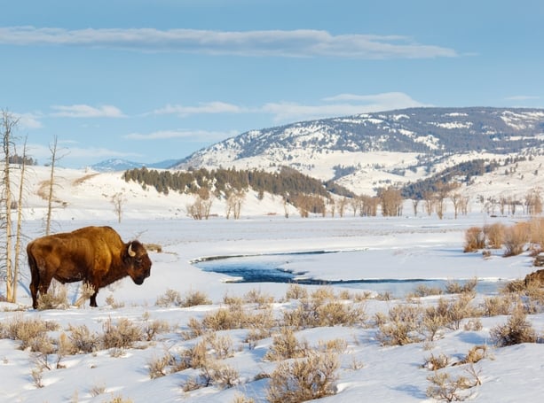 10 Reasons To Visit Yellowstone In Winter 24