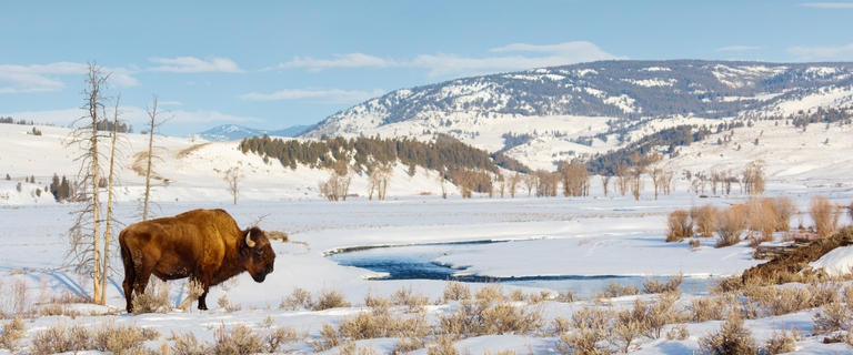 10 Reasons To Visit Yellowstone In Winter 24