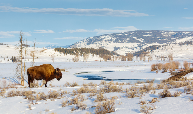 10 Reasons To Visit Yellowstone In Winter 24