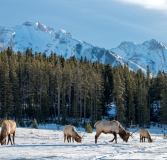 10 Reasons To Visit Yellowstone In Winter 2