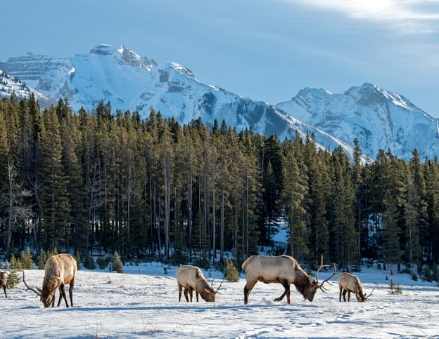 10 Reasons To Visit Yellowstone In Winter 2