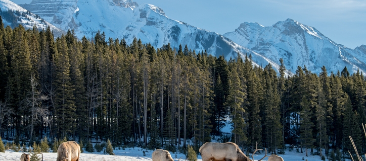 10 Reasons To Visit Yellowstone In Winter 2