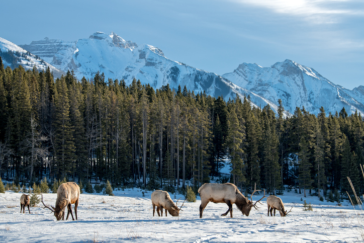 10 Reasons To Visit Yellowstone In Winter 2