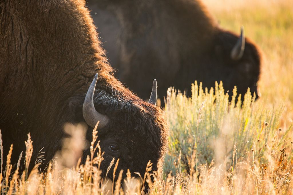 Swans And Gray Wolves And Bears, Oh My! 1