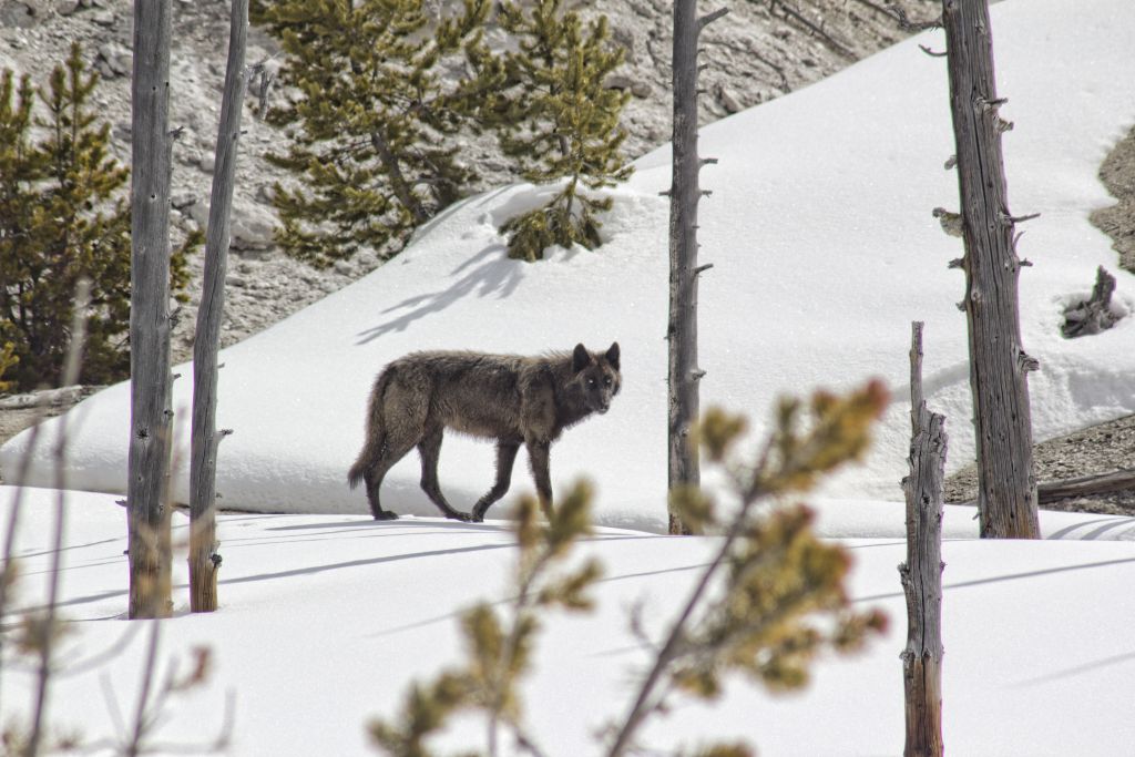 Swans And Gray Wolves And Bears, Oh My! 2