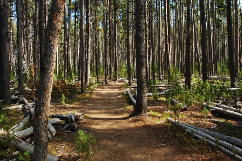 Trail Mix: 12 Awesome Day Hikes in Yellowstone