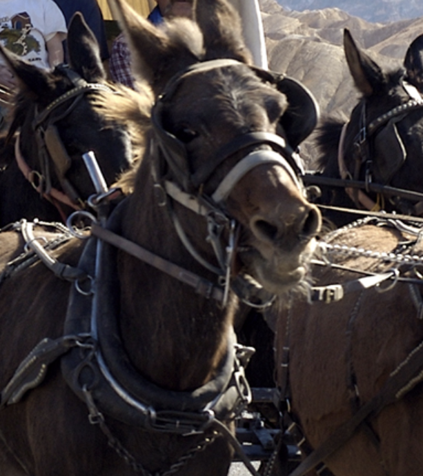 Mules and Borax: A Death Valley Legacy