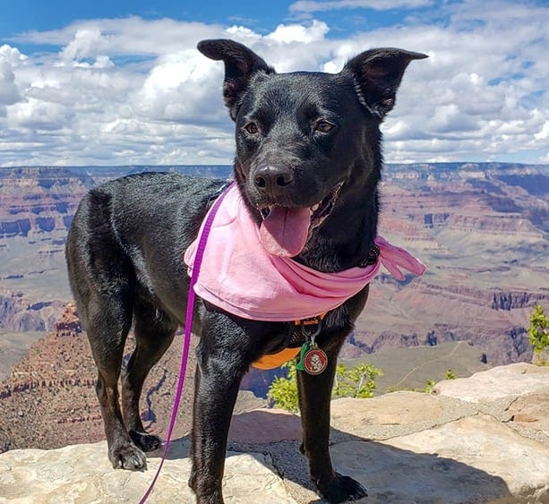 Bringing Your Pets to the Grand Canyon