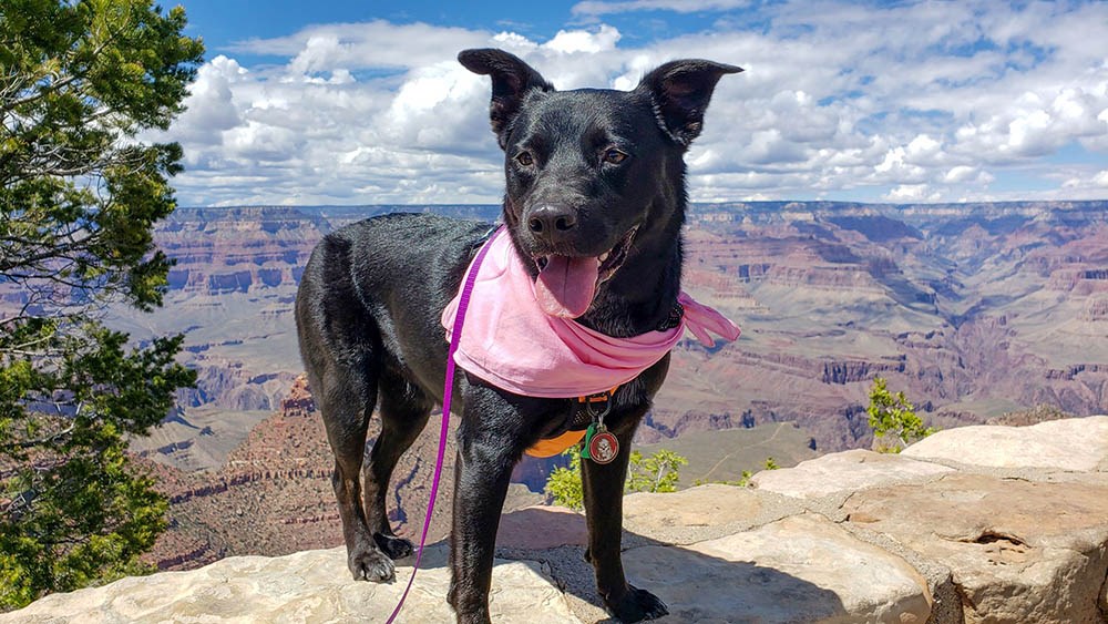 Bringing Your Pets to the Grand Canyon