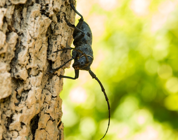 Close up view of a black spotted pine sawyer beetle (Monochamus Galloprovincialis).