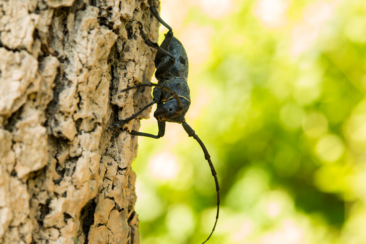 Close up view of a black spotted pine sawyer beetle (Monochamus Galloprovincialis).