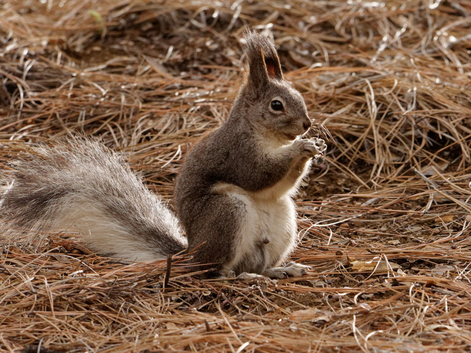 Shh! Secreta squirrel feeds in a forest near Prescott, AZs of the Grand Canyon 5