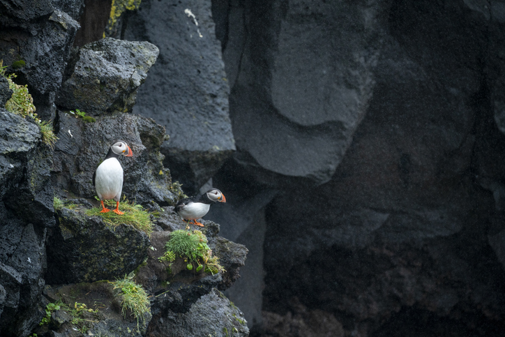 Two Beautiful Puffins on the black lava cliff on Heimaey island, the largest of Westman Islands on south of Iceland.