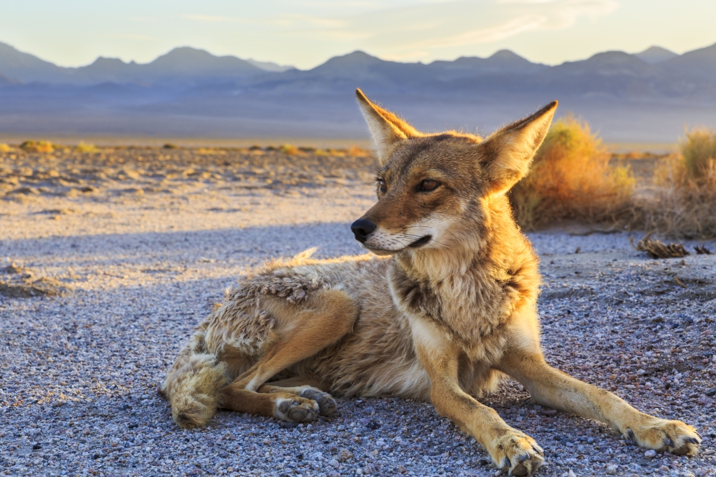 Lone Coyote settling in at Bad Water, Death Valley National Park