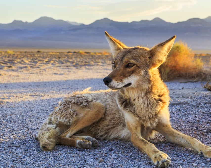 Lone Coyote settling in at Bad Water, Death Valley National Park
