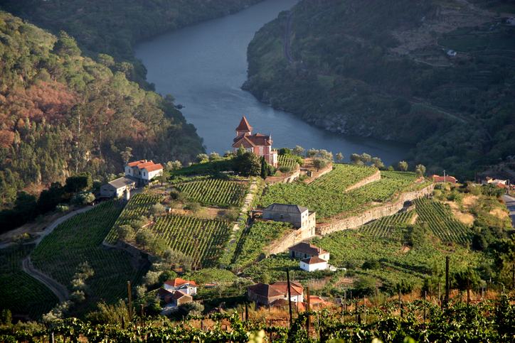 Vineyard in Douro Valley, Portugal - more files in my portfolio