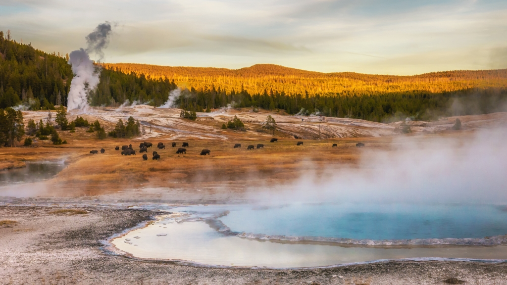 Steam rising near the Firehole River from geothermal pools and geysers. American bison grazing in the middle area.