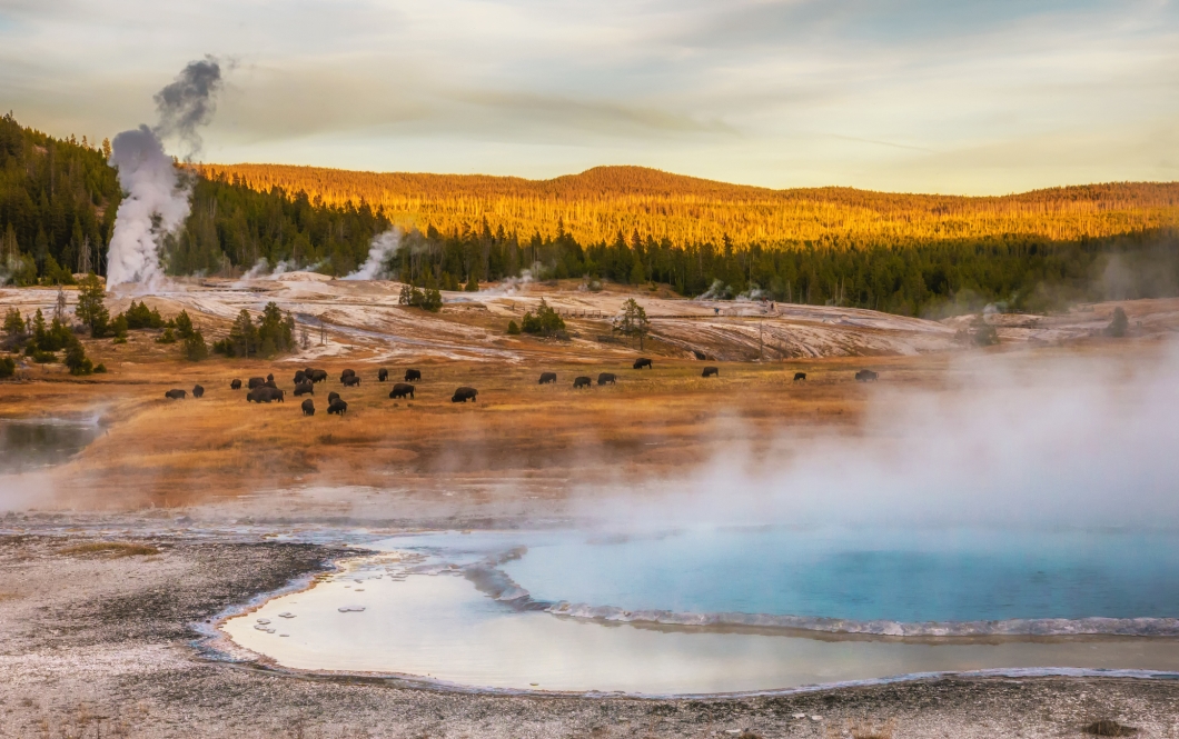 Steam rising near the Firehole River from geothermal pools and geysers. American bison grazing in the middle area.