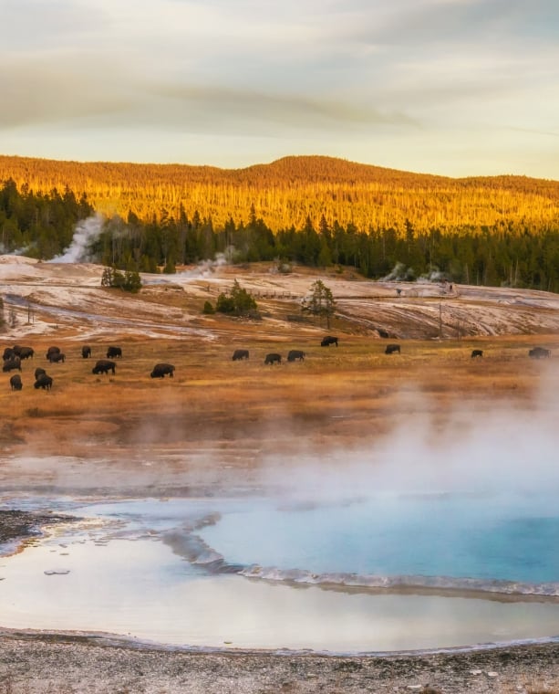 Steam rising near the Firehole River from geothermal pools and geysers. American bison grazing in the middle area.
