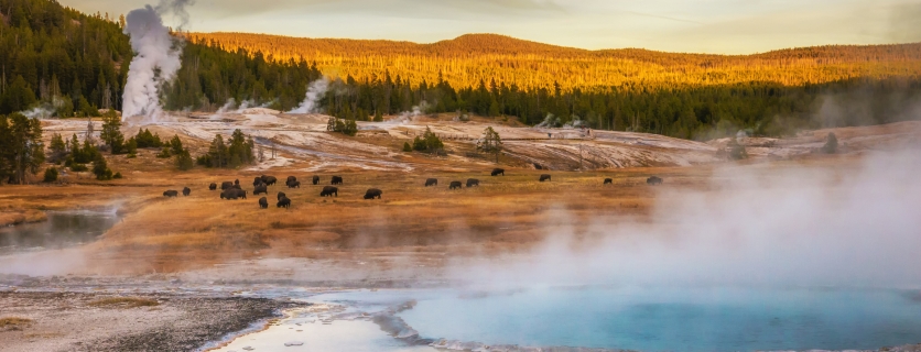 Steam rising near the Firehole River from geothermal pools and geysers. American bison grazing in the middle area.