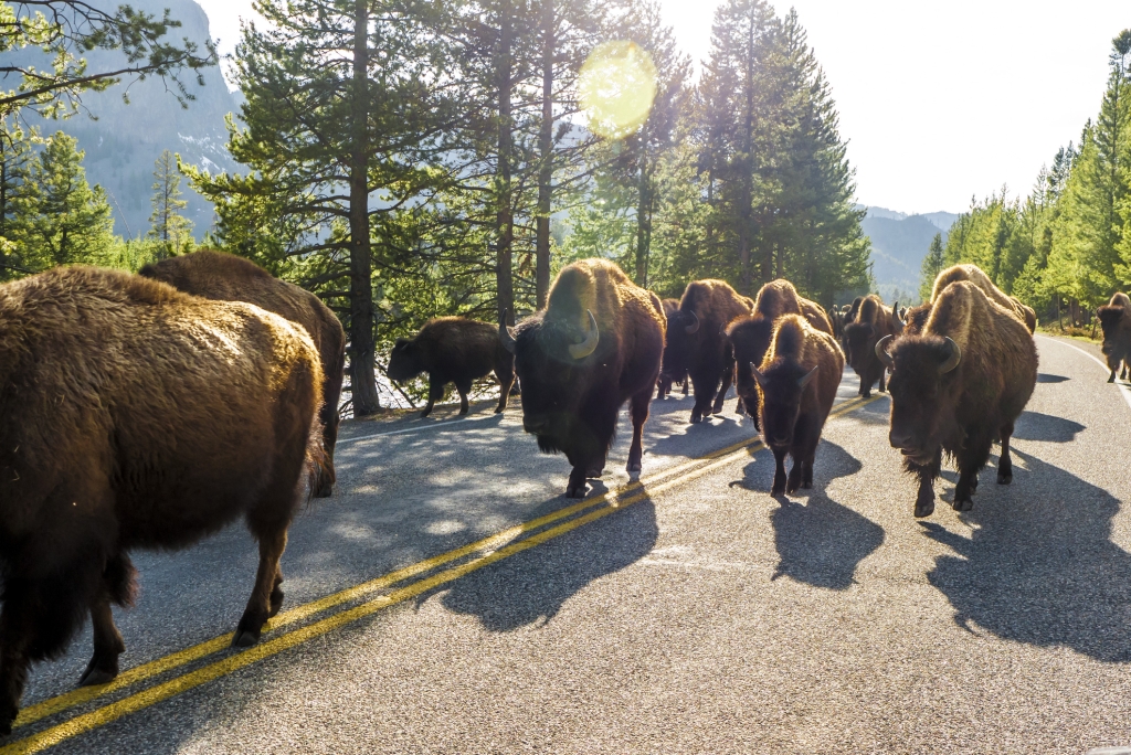 Herd of Bison walked freely in Yellow stones National Park USA