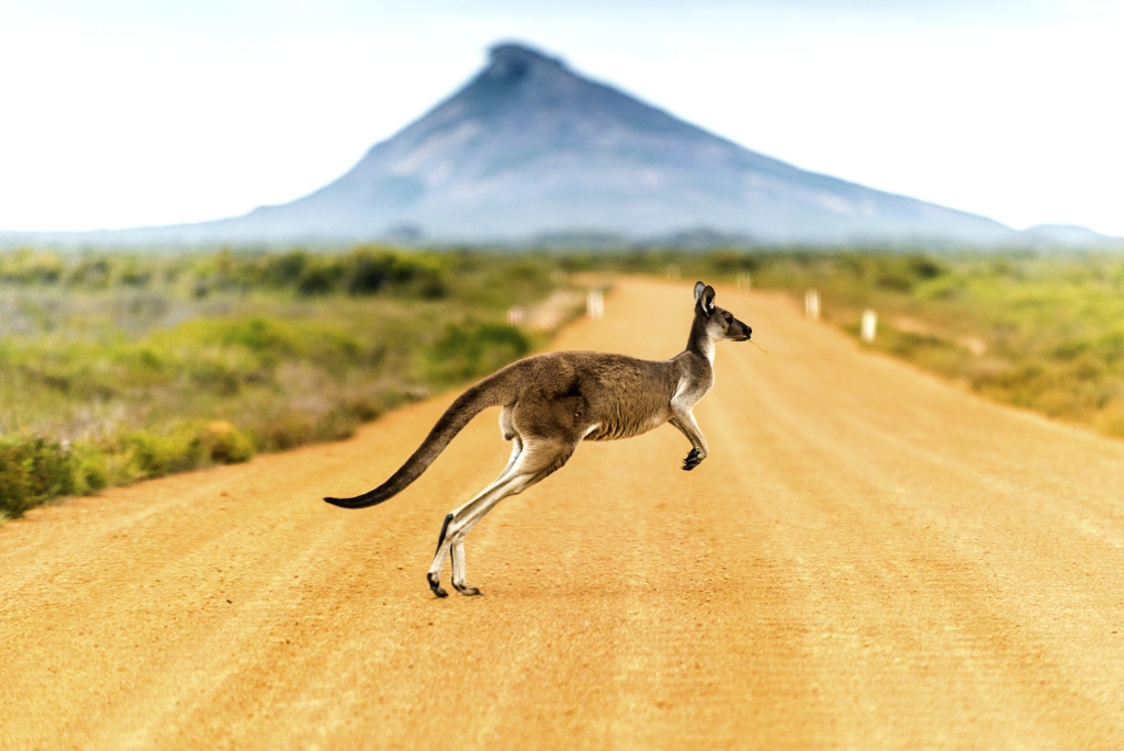 Kangaroo crossing dirt road in Western Australia.