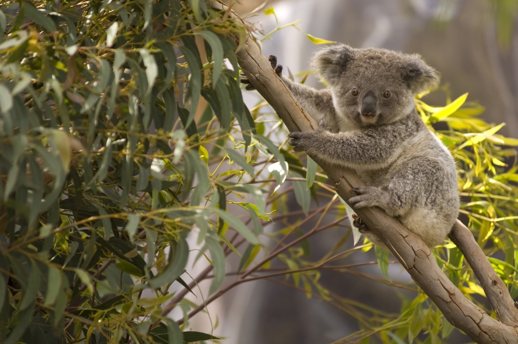 An Australian koala Bear perched in a gum tree overlooking the scenery.