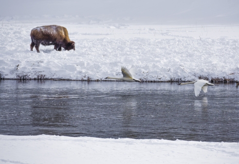 Secrets of Winter Wildlife Watching in Yellowstone 1