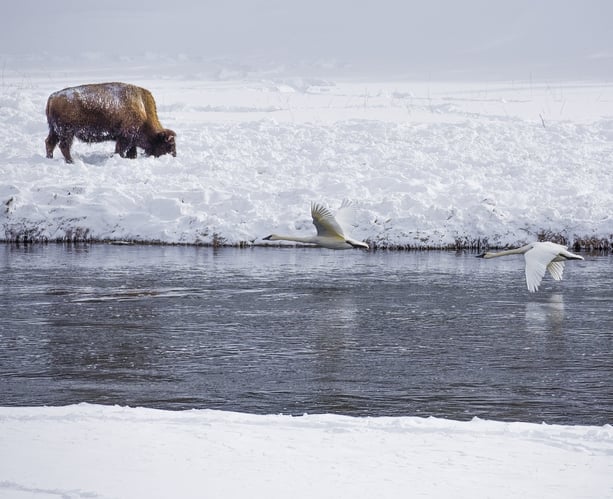 Secrets of Winter Wildlife Watching in Yellowstone 1