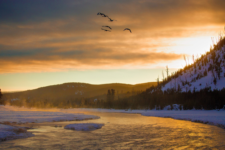 Secrets of Winter Wildlife Watching in Yellowstone 2