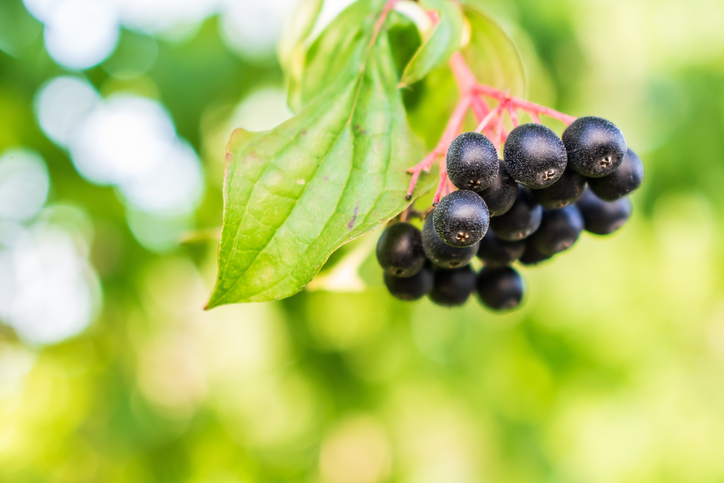 A closeup of huckleberries on a tree branch under sunlight with a blurry background