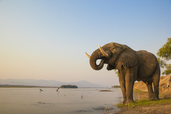 African Elephant bull drinking on the Zambezi river at sunset