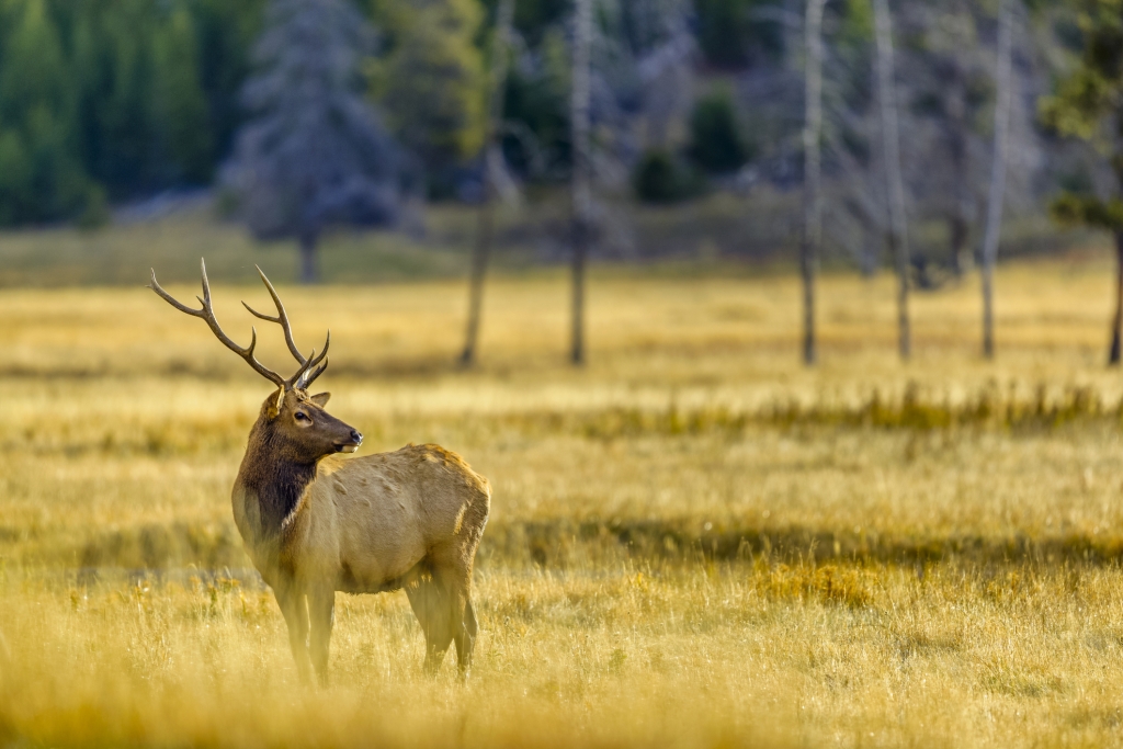 Yellowstone in Autumn Will Thrill You!